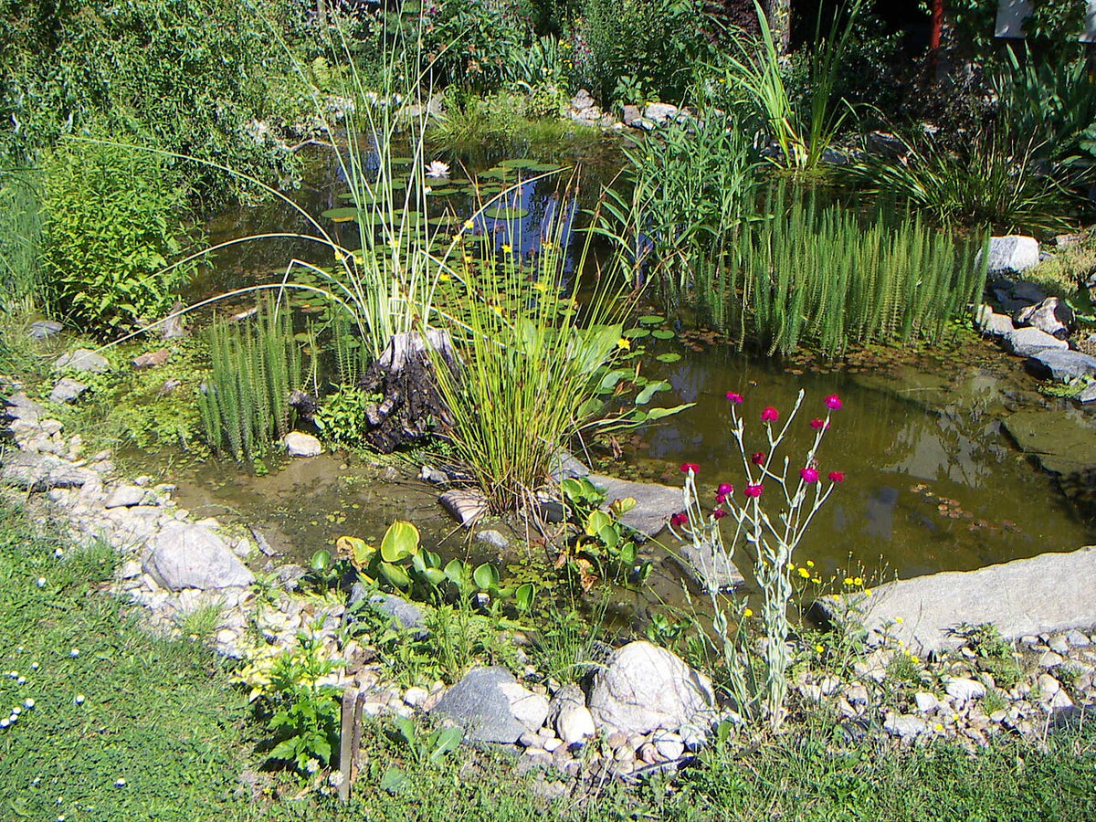 A natural garden pond edged with rocks, reeds and water plants