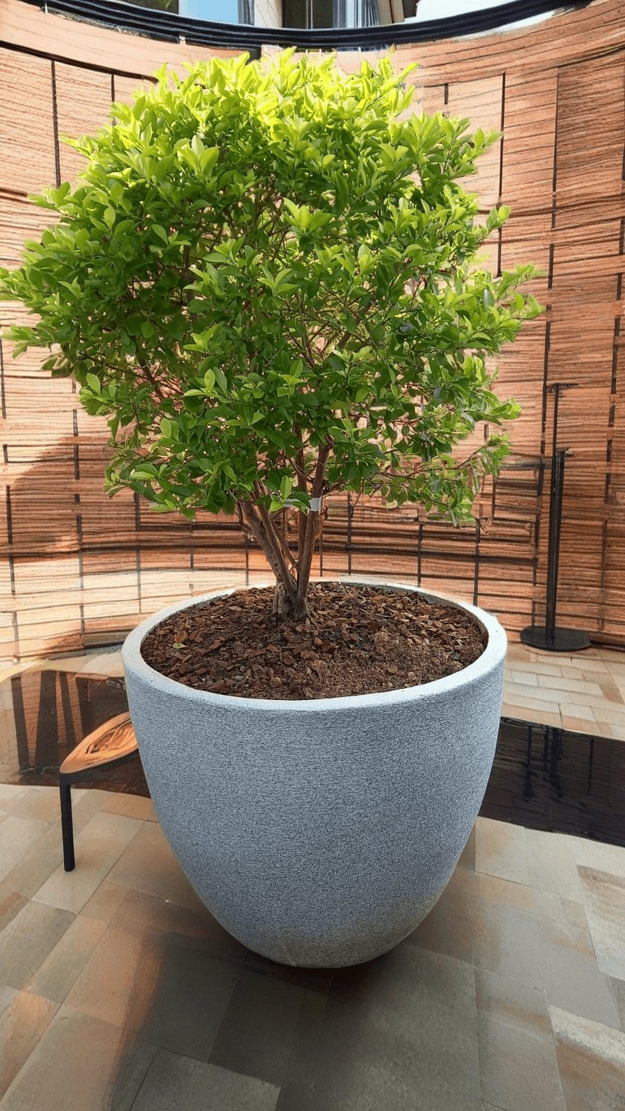 A young tree planted in a speckled granite concrete pot, mulched with bark, in front of a timber screen