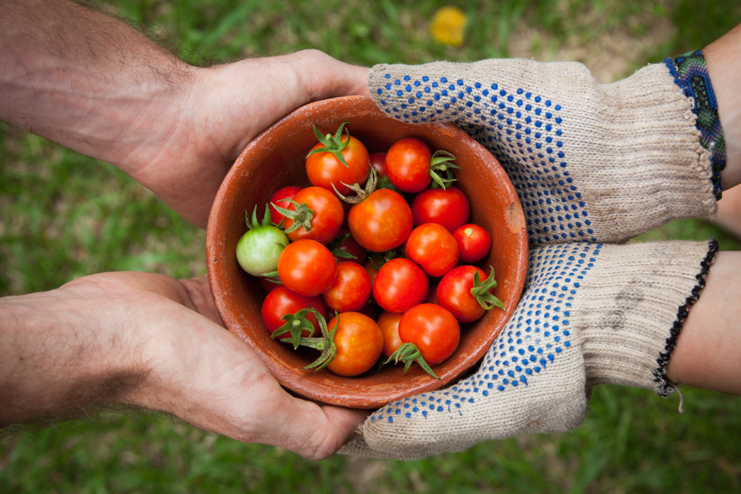 Quick Guide: Growing Vegetables In Containers