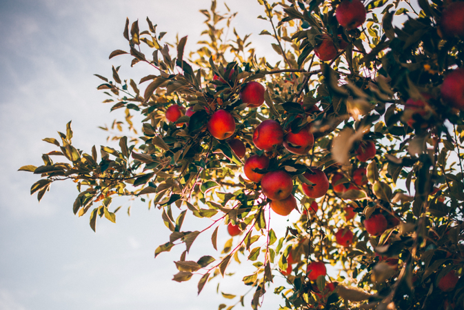 A pomegranate tree heavy with red fruit against a pale sky