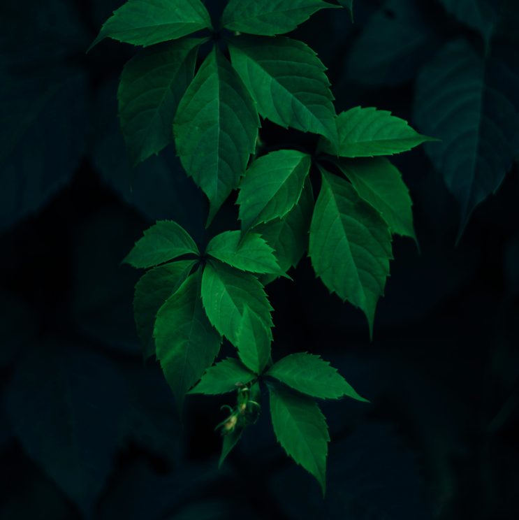 How to plant a shade container