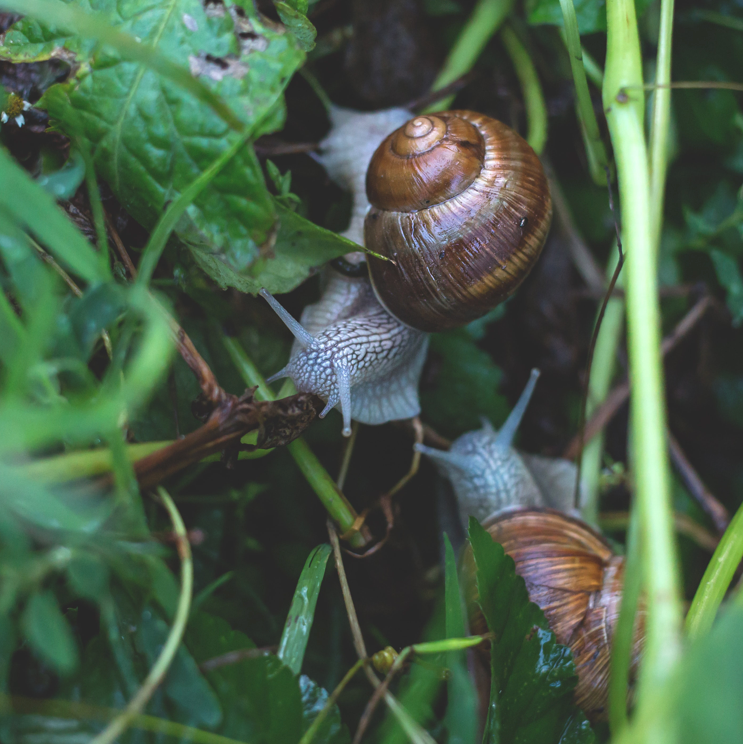 Potted Plant Pests: A Quick Guide