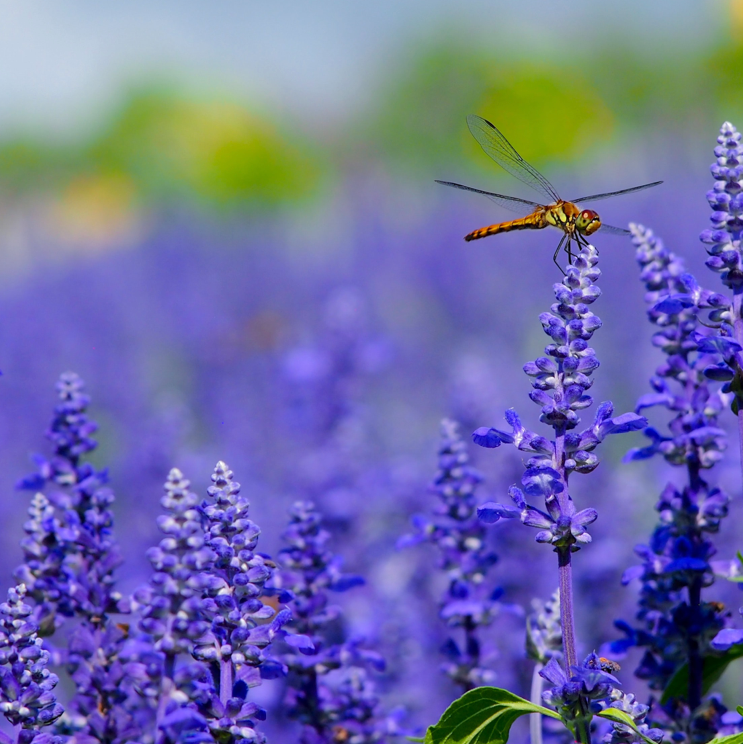 The Best Plants for Pest Control