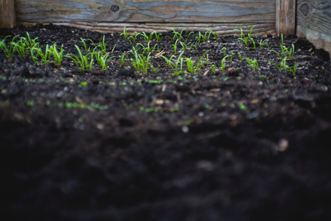 The best type of soil for plants, and what to use in pots