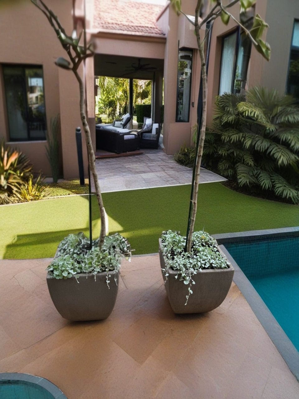 Two concrete planters with trailing silver plants and slender trees beside a swimming pool