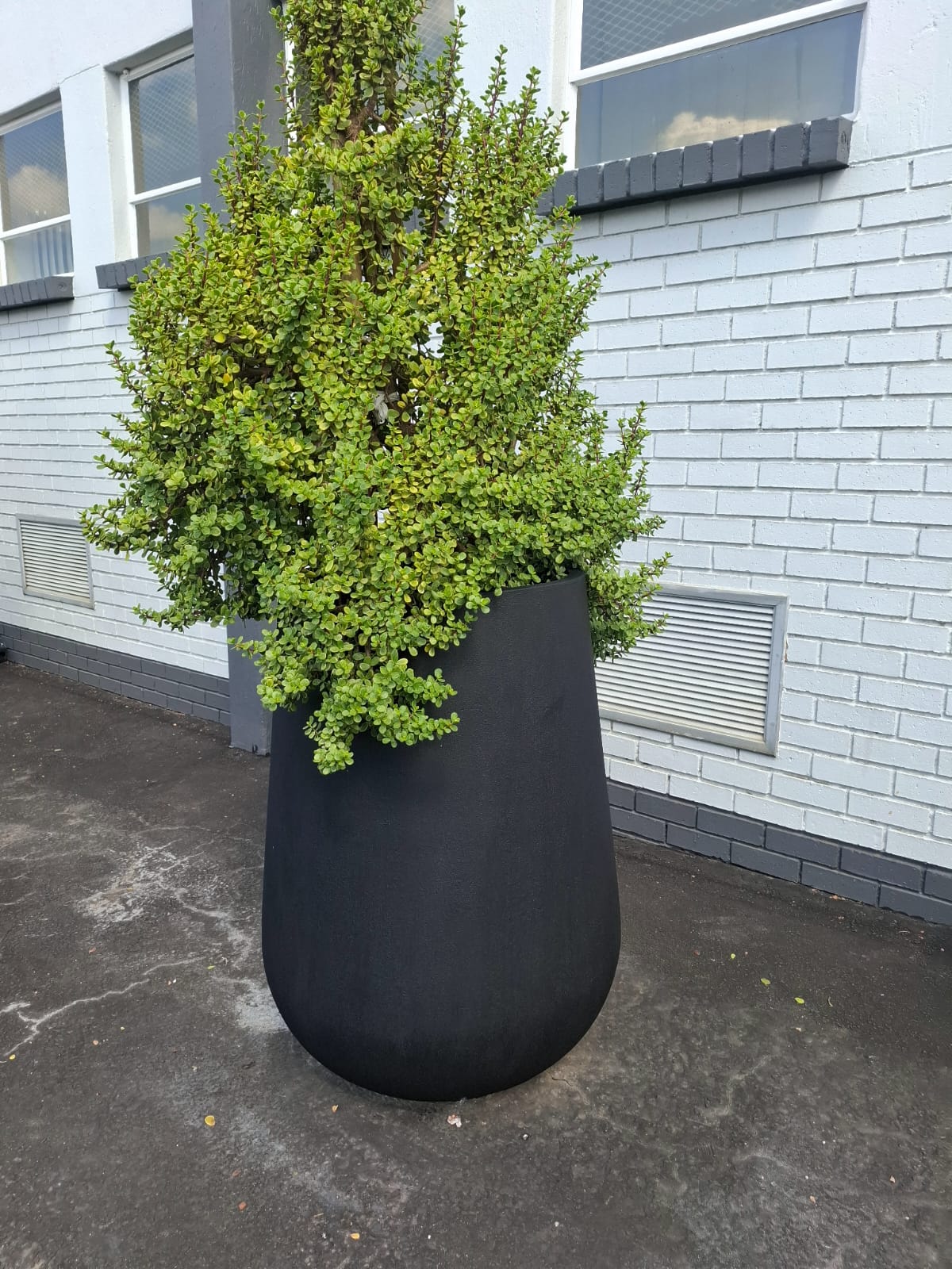 A large black concrete bowl pot planted with a tree, standing in a lawned garden