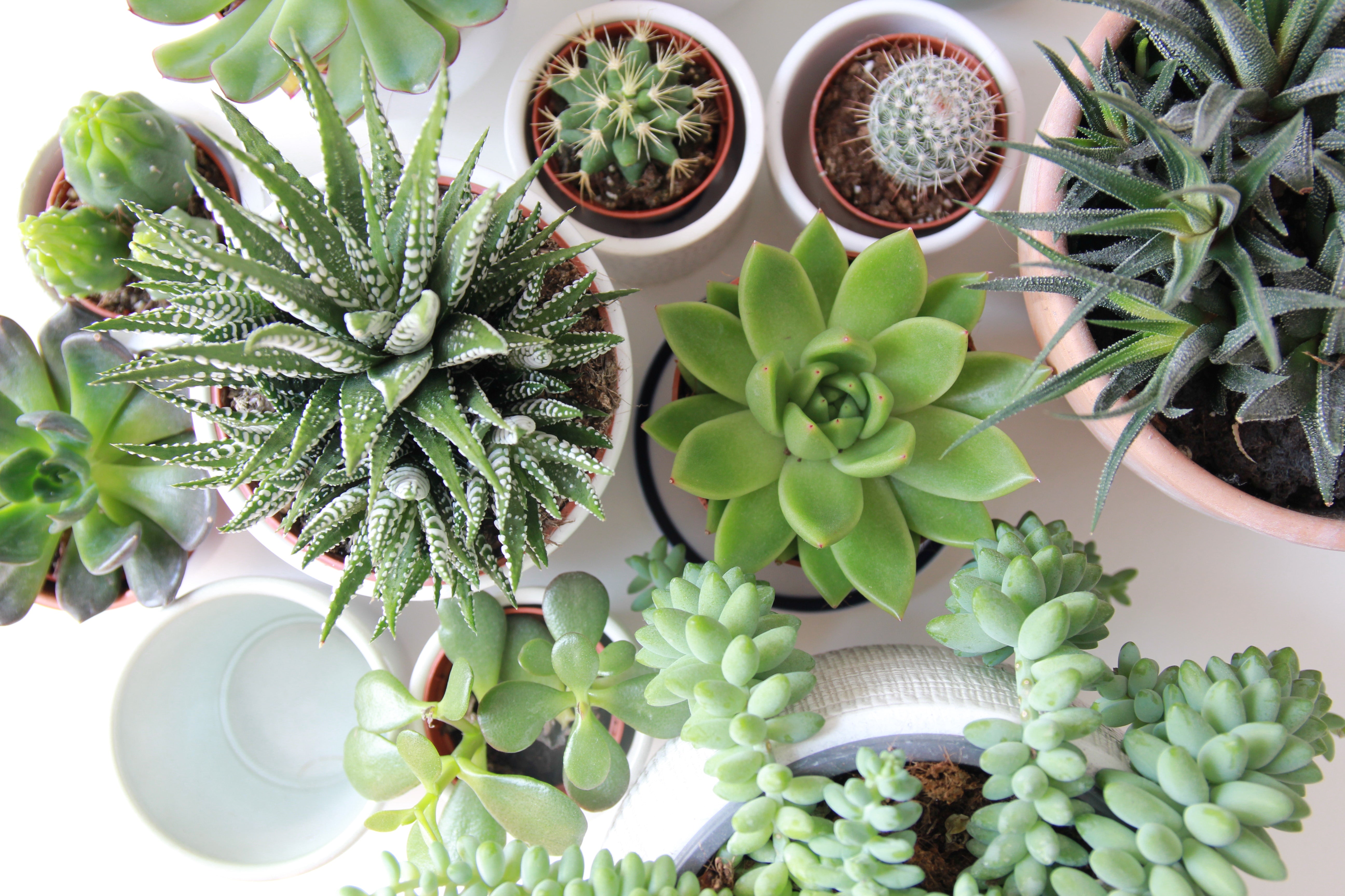 How to Care for Succulents