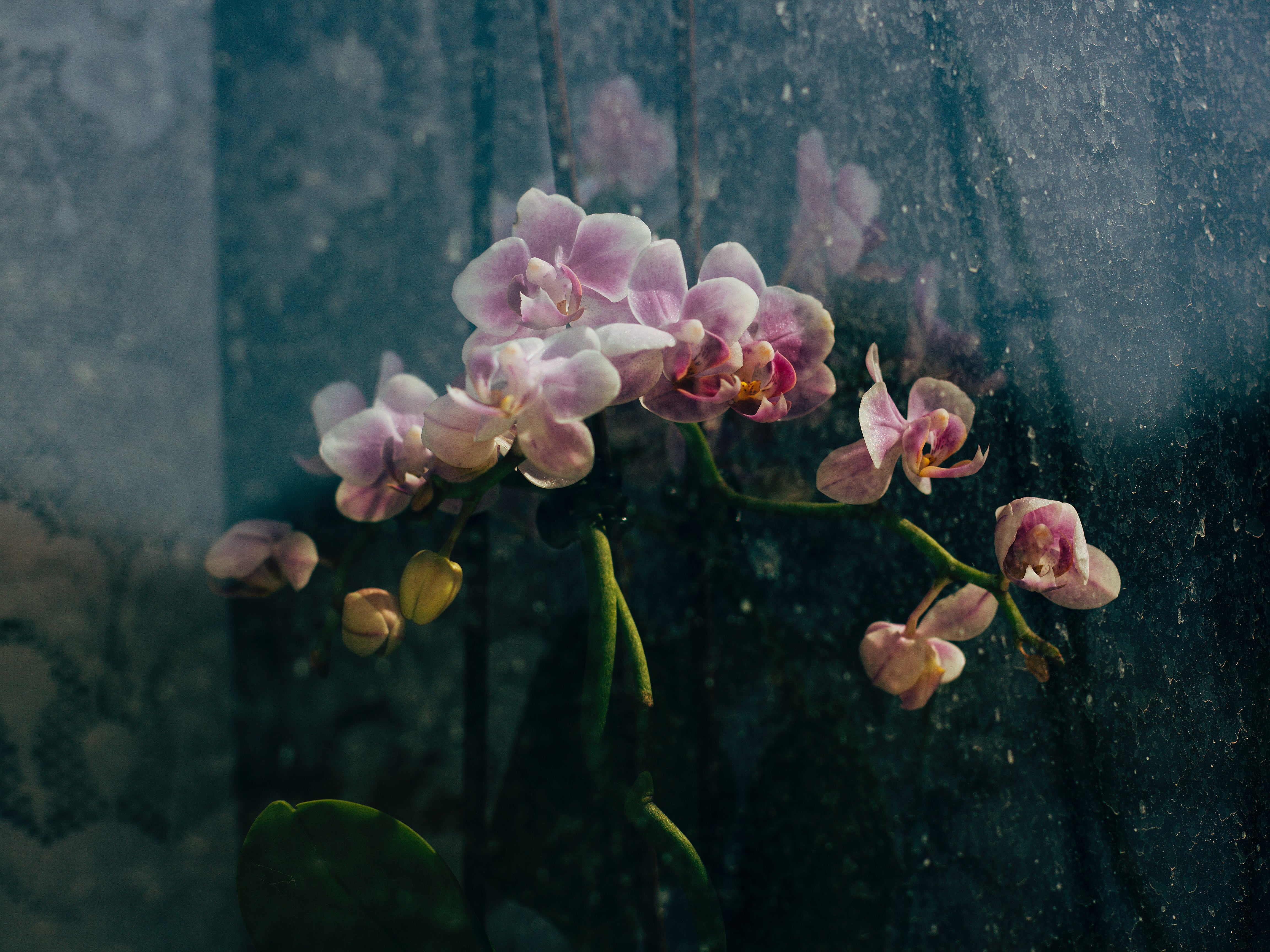 How to take care of orchids, a beginner's guide