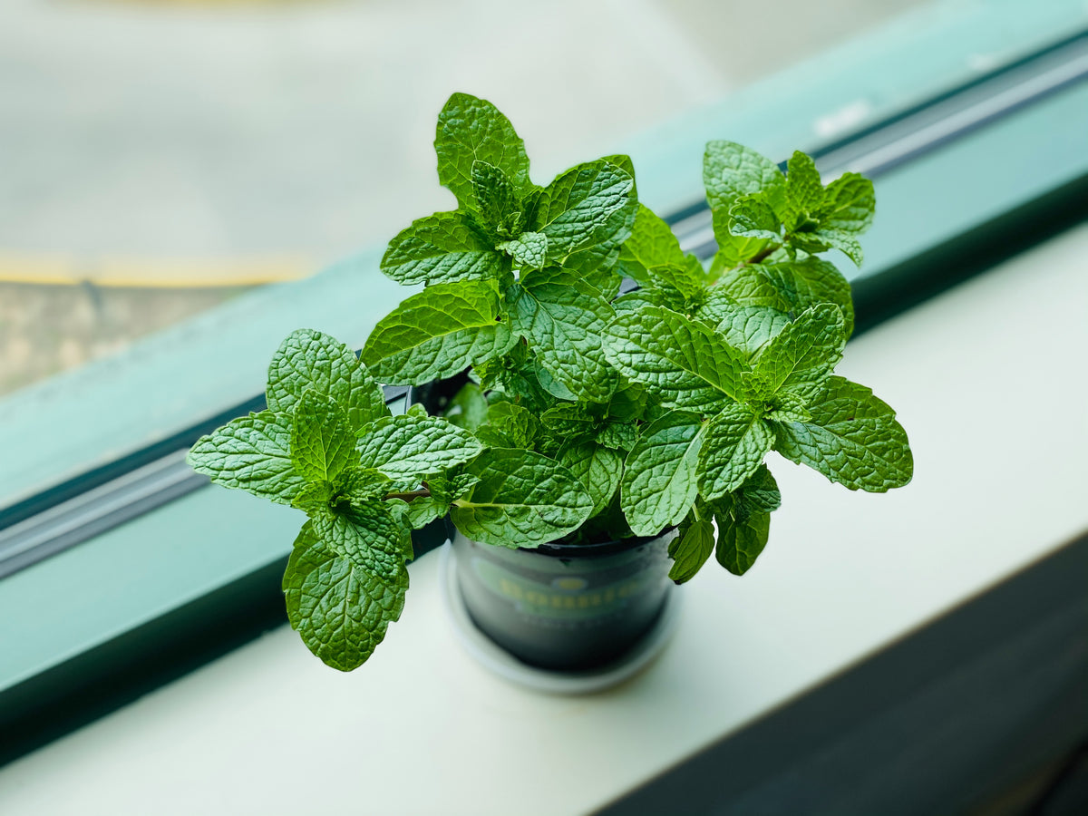 5 easy herbs to grow in pots