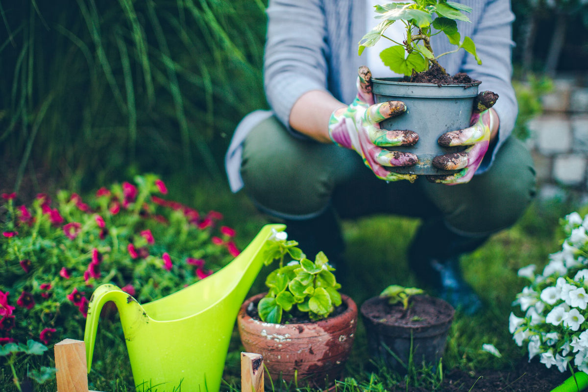 5 gardening mistakes that spoil our gardens