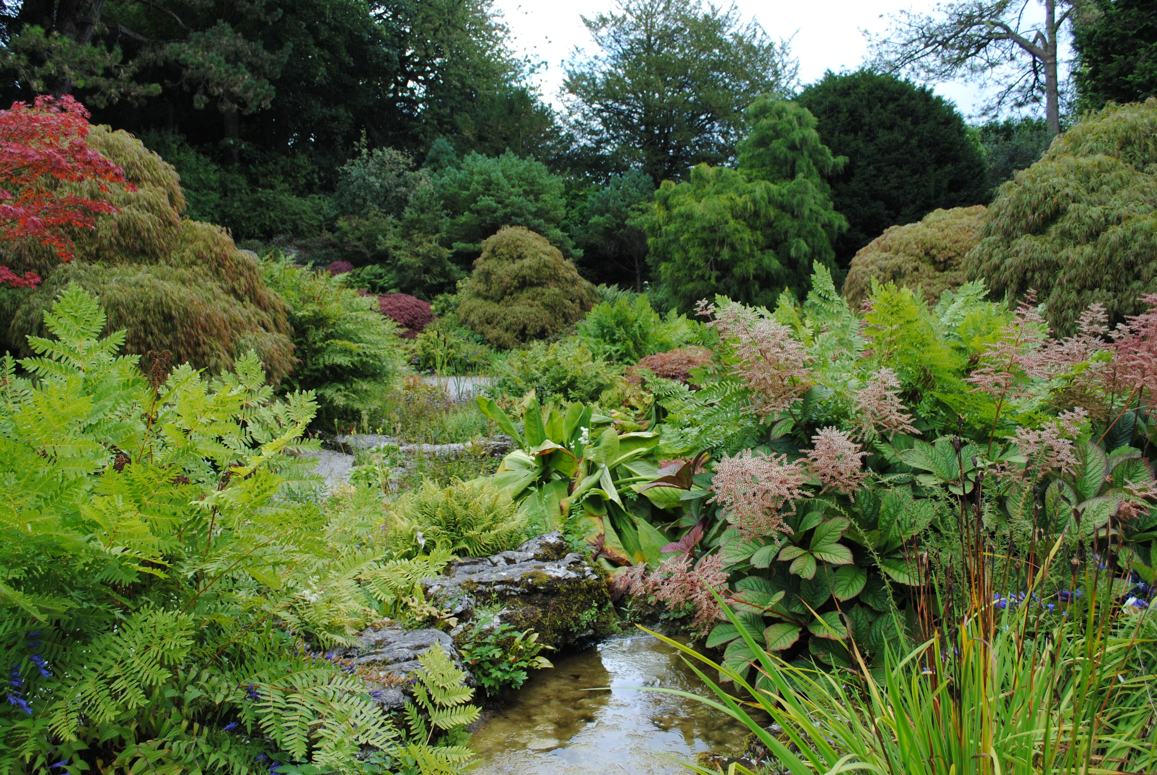 Creating a Water-Wise Garden