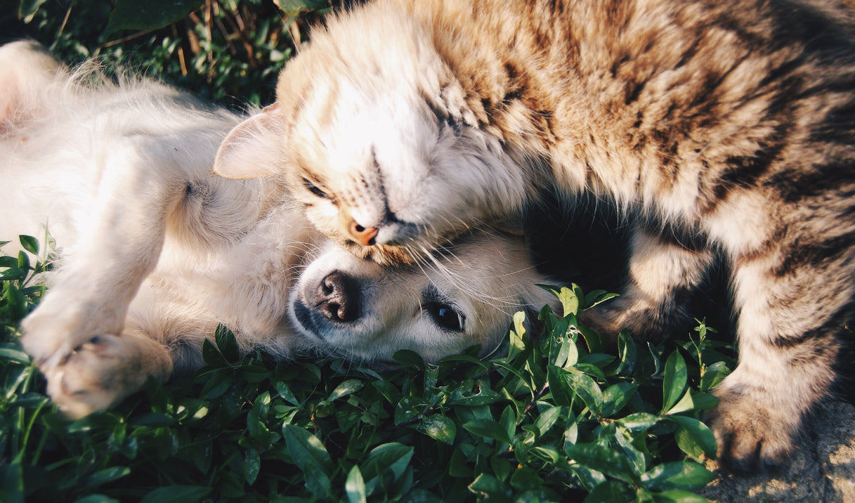 Quick Guide: How to create a pet friendly garden