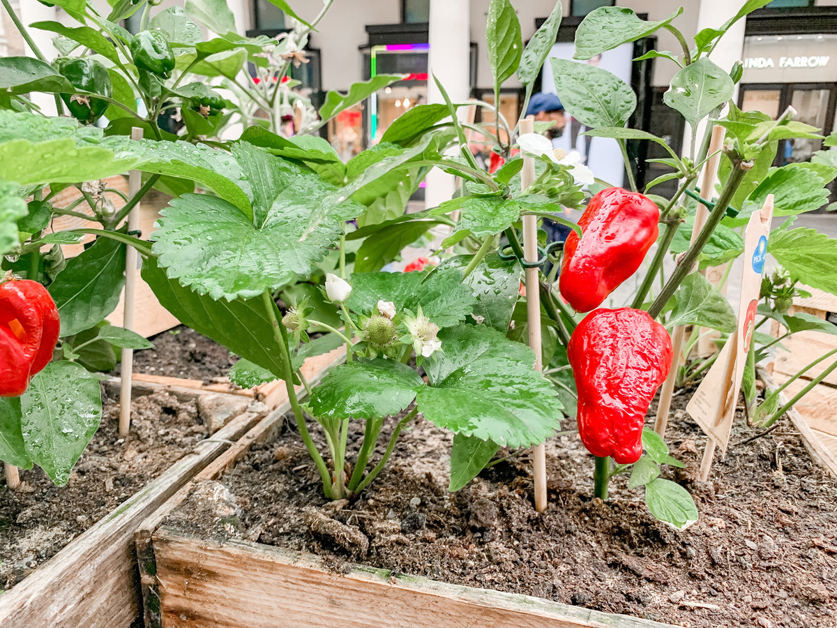 Prepare Garden Soil For Warm-Season Vegetables