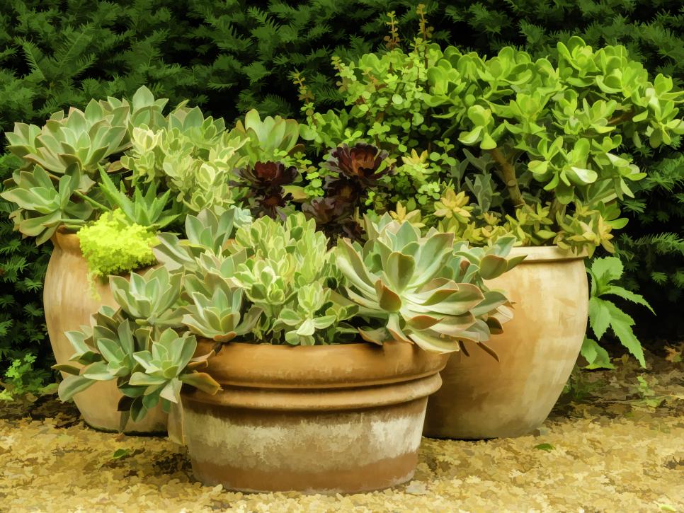 Why your pot plants keep drying out, and how to stop it