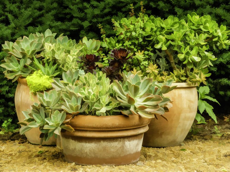 Why You Should Fill Your Flower Pot With Kitchen Sponges Before