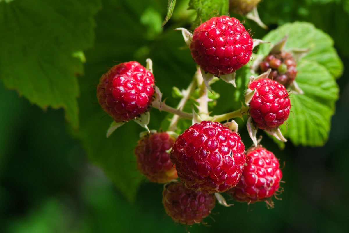 How to Grow Lots of Berries in Your Back Garden