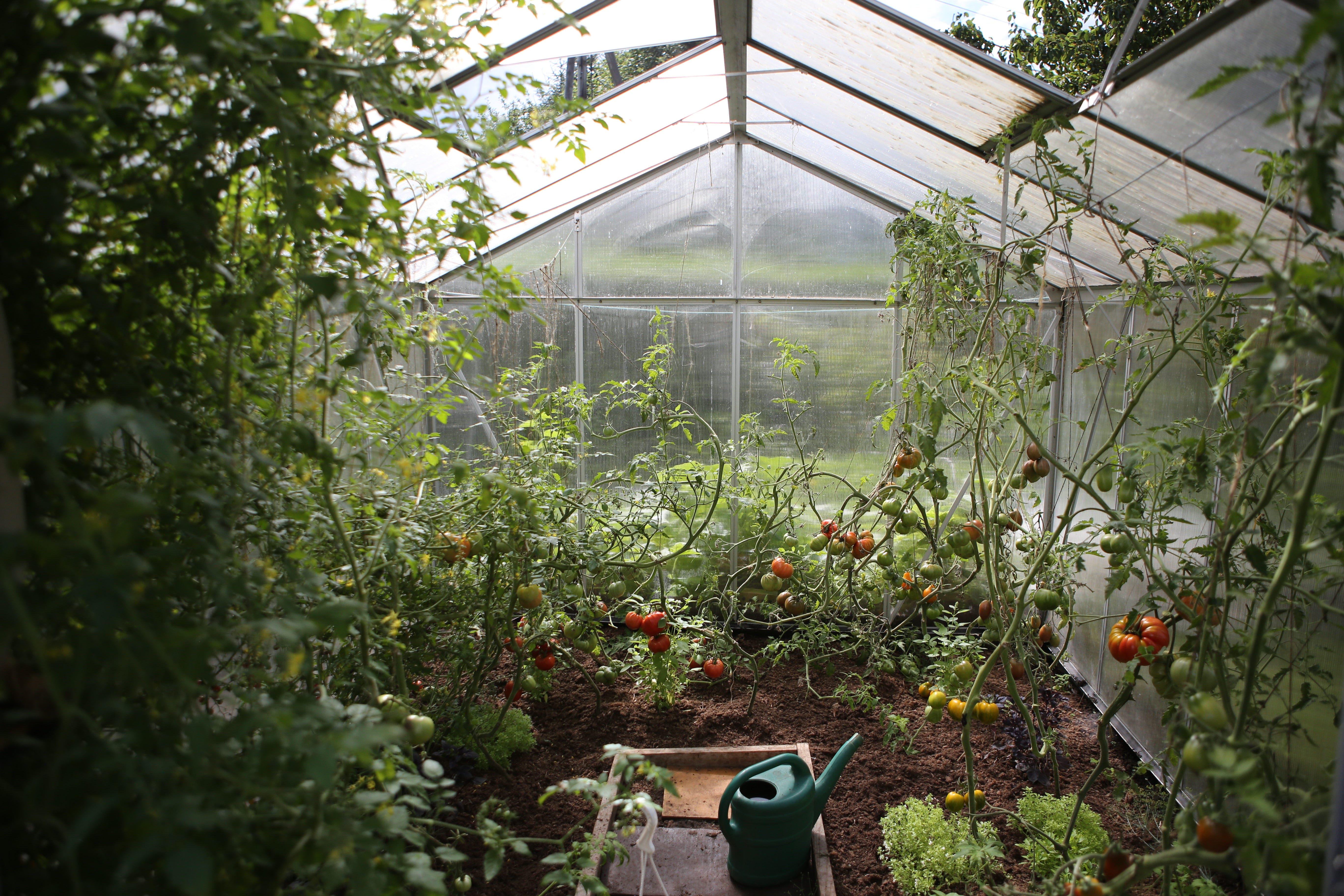 The Benefits of Growing Your Own Vegetables: A Comprehensive Guide