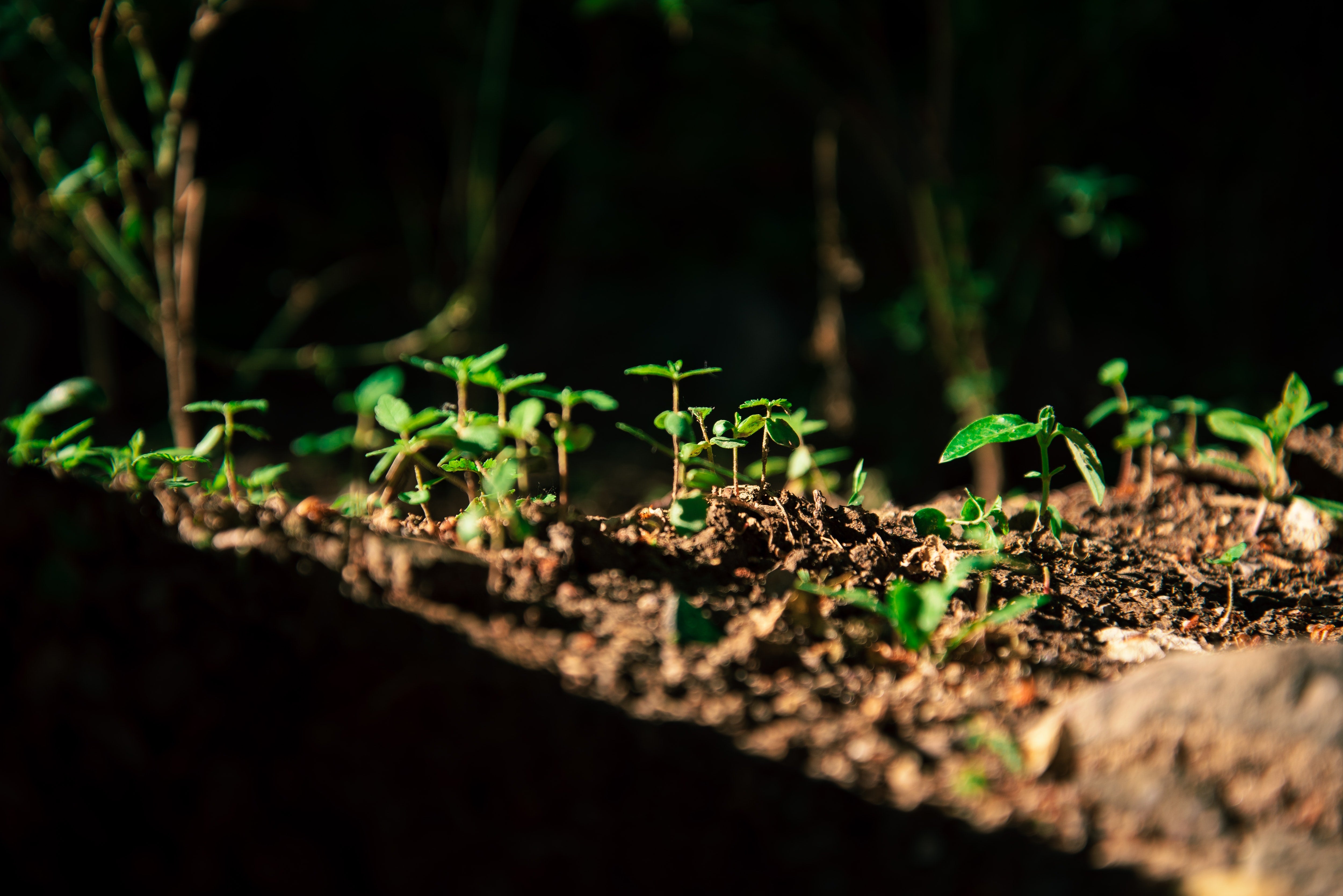Compost vs fertiliser vs soil, what is the difference