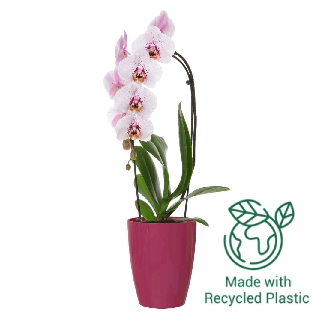 Fiji Orchid Pot | Artevasi Artevasi Gauteng Plastic Pots