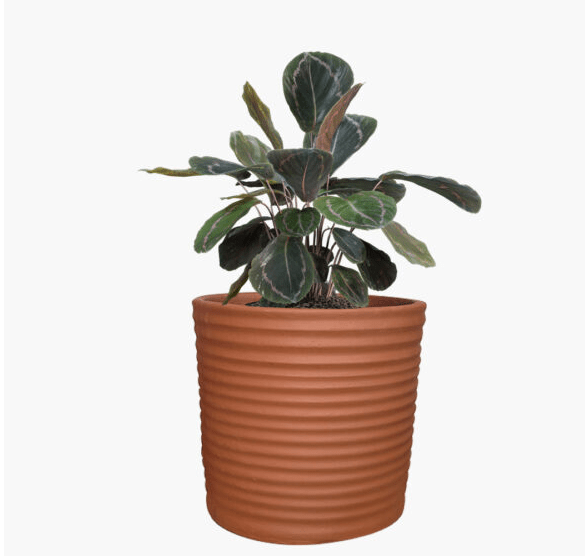 Helsinki - Lightweight The Pot Shack Gauteng Lightweight Décor Range