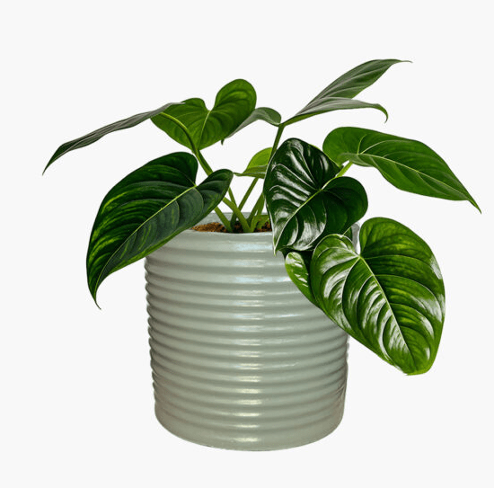 Helsinki - Lightweight The Pot Shack Gauteng Lightweight Décor Range