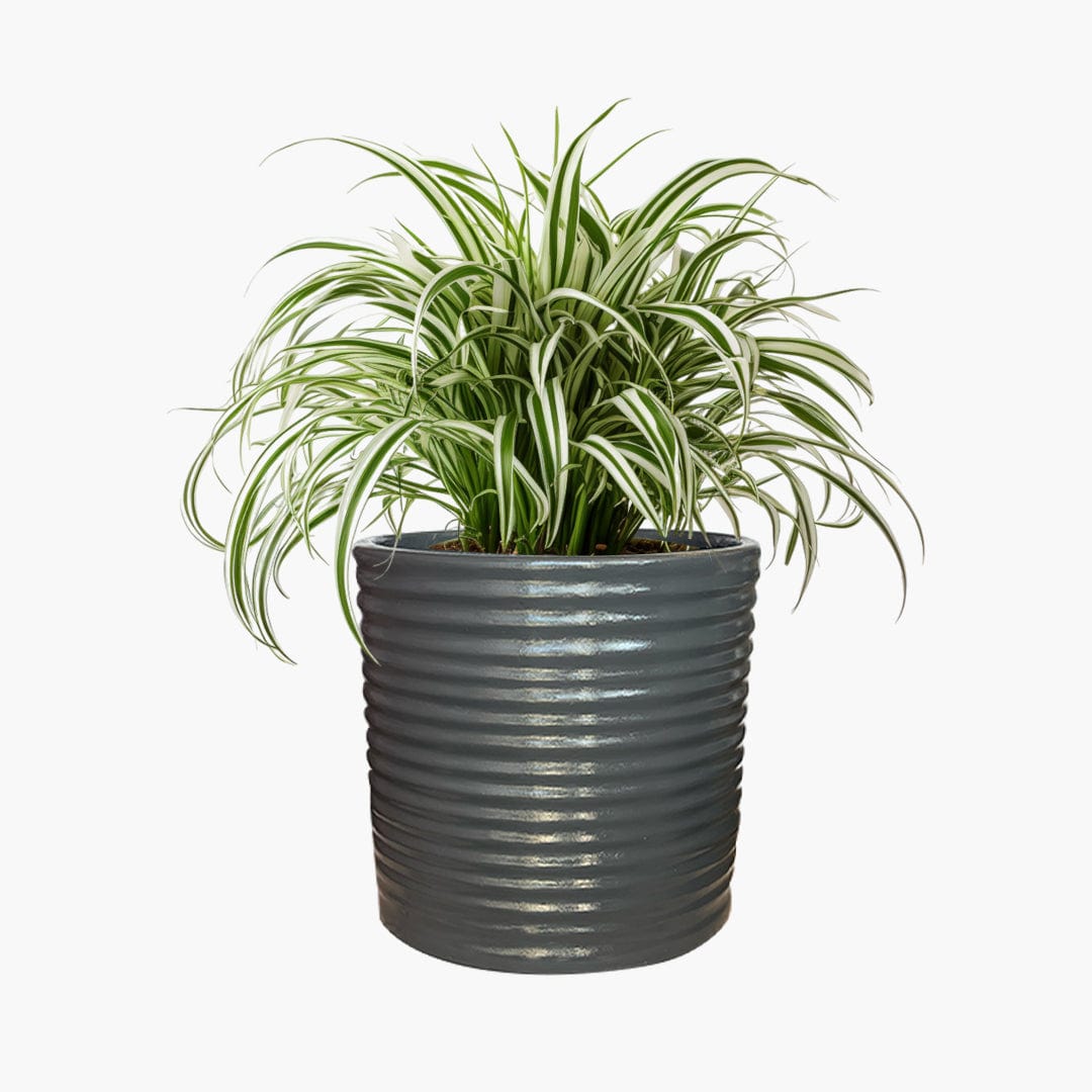 Helsinki - Lightweight The Pot Shack Gauteng Lightweight Décor Range