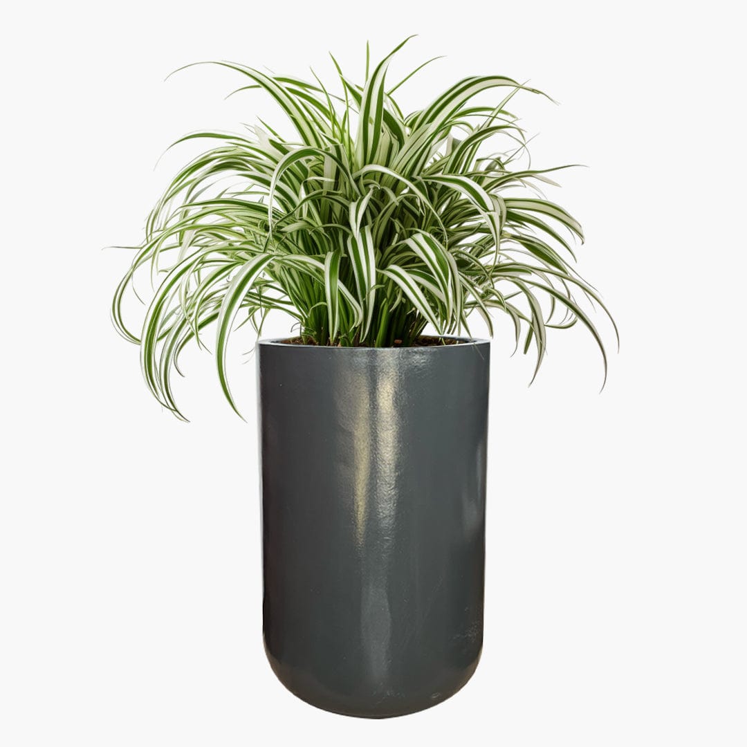 Milan - Lightweight The Pot Shack Gauteng Lightweight Décor Range