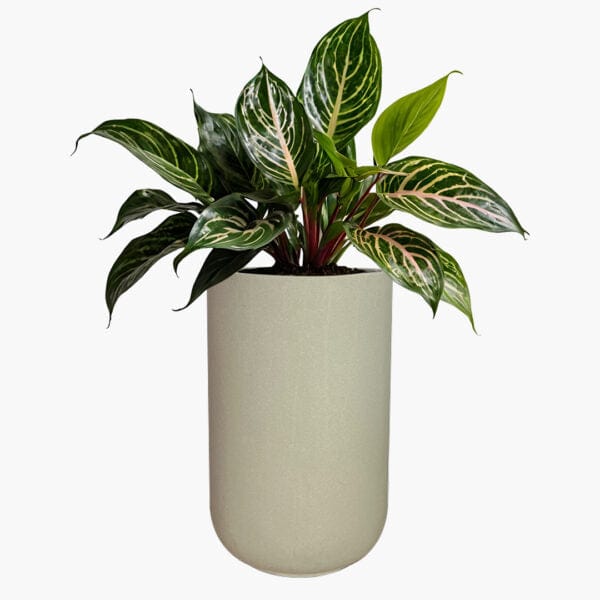 Milan - Lightweight The Pot Shack Gauteng Lightweight Décor Range