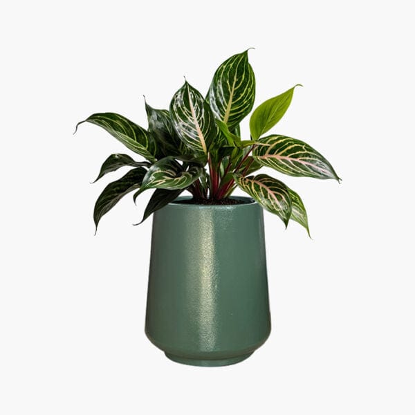 Nebraska mini - Lightweight The Pot Shack Gauteng Lightweight Décor Range