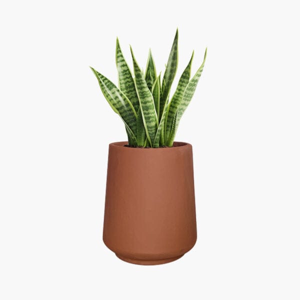 Nebraska mini - Lightweight The Pot Shack Gauteng Lightweight Décor Range
