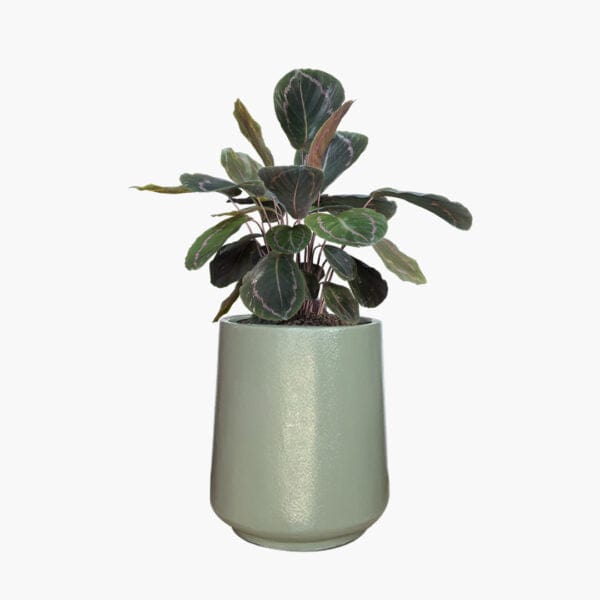 Nebraska mini - Lightweight The Pot Shack Gauteng Lightweight Décor Range