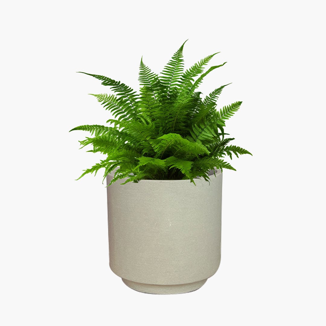Oslo - Lightweight The Pot Shack Gauteng Lightweight Décor Range
