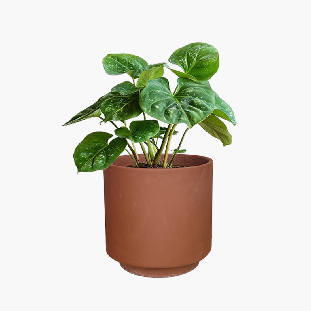 Oslo - Lightweight The Pot Shack Gauteng Lightweight Décor Range