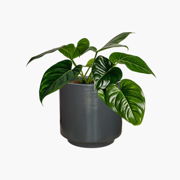 Oslo - Lightweight The Pot Shack Gauteng Lightweight Décor Range