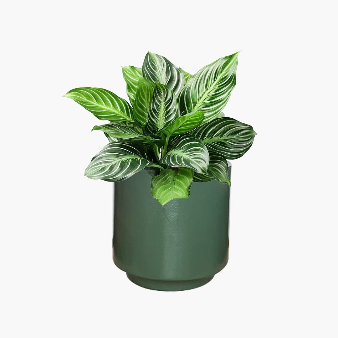 Oslo - Lightweight The Pot Shack Gauteng Lightweight Décor Range