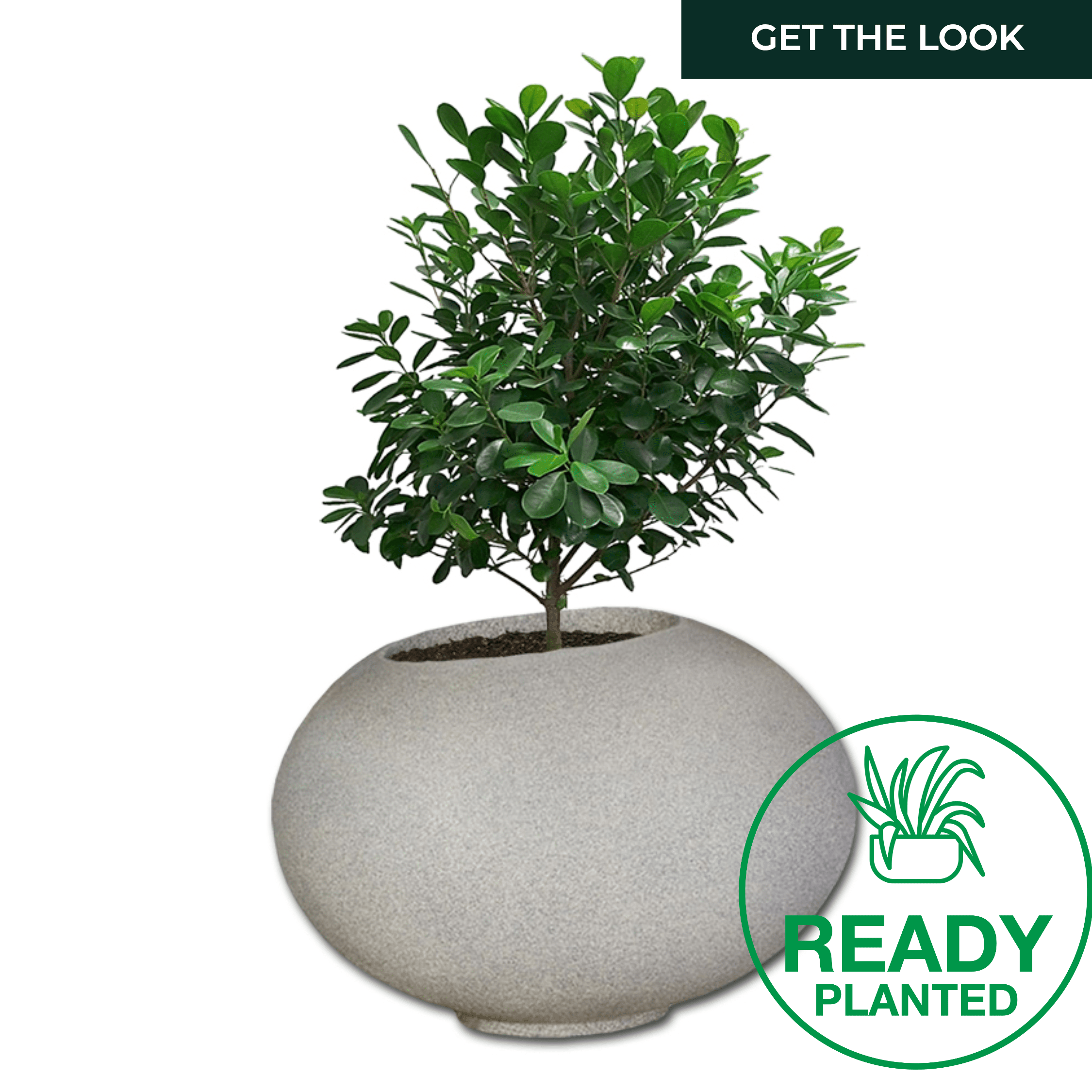 Planted Arizona | Shade The Pot Shack Gauteng Concrete Pot