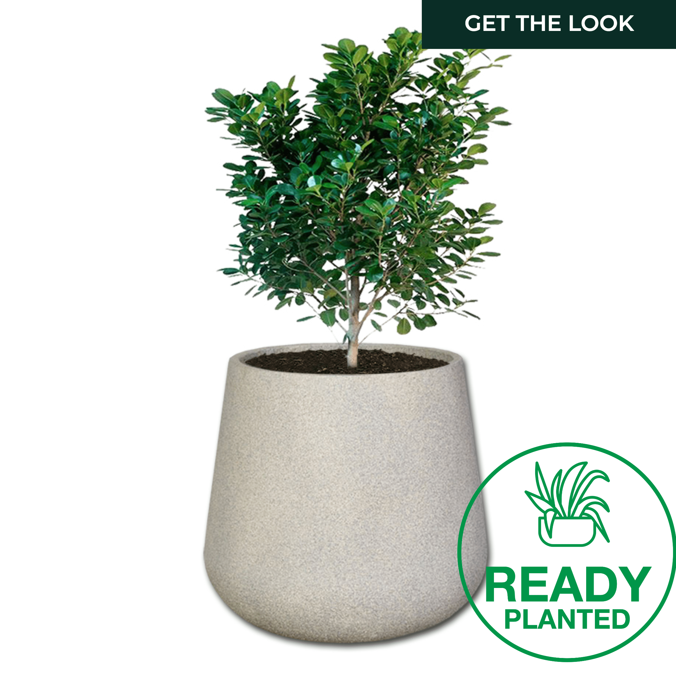 Planted Colorado | Shade The Pot Shack Gauteng Concrete Pot