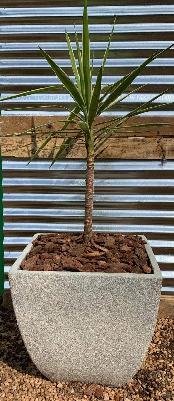 Premium Bolivia Plant Pot The Pot Shack Gauteng Concrete Pot