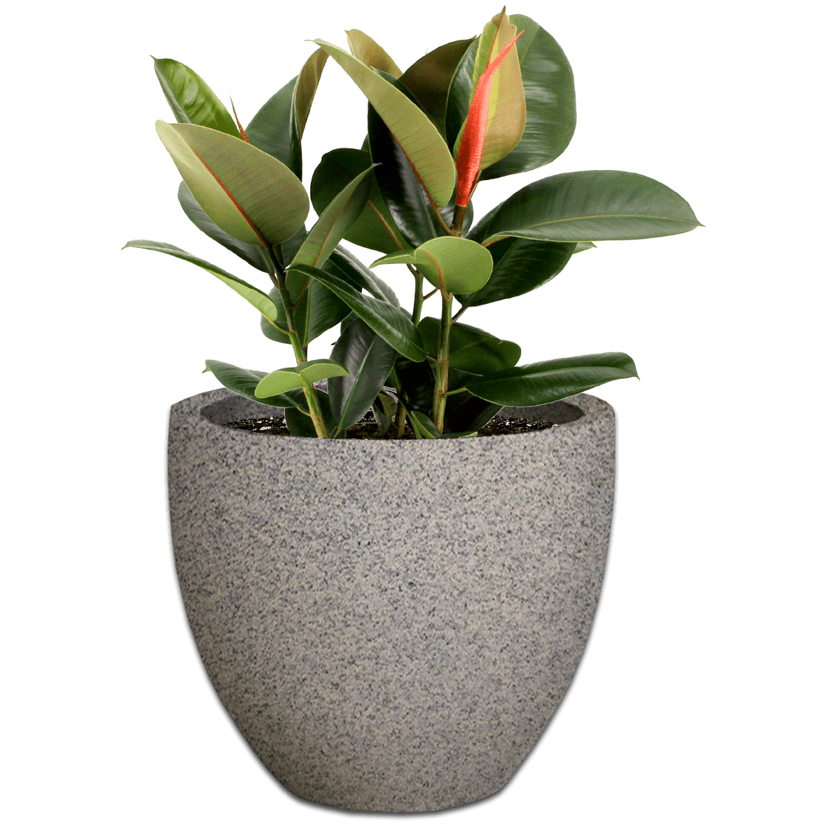 Premium Egg Plant Pot The Pot Shack Gauteng Concrete Pot