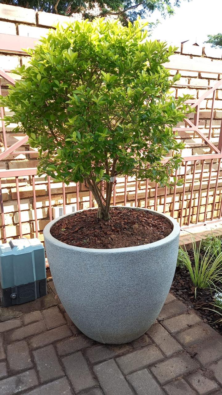Premium Egg Plant Pot The Pot Shack Gauteng Concrete Pot