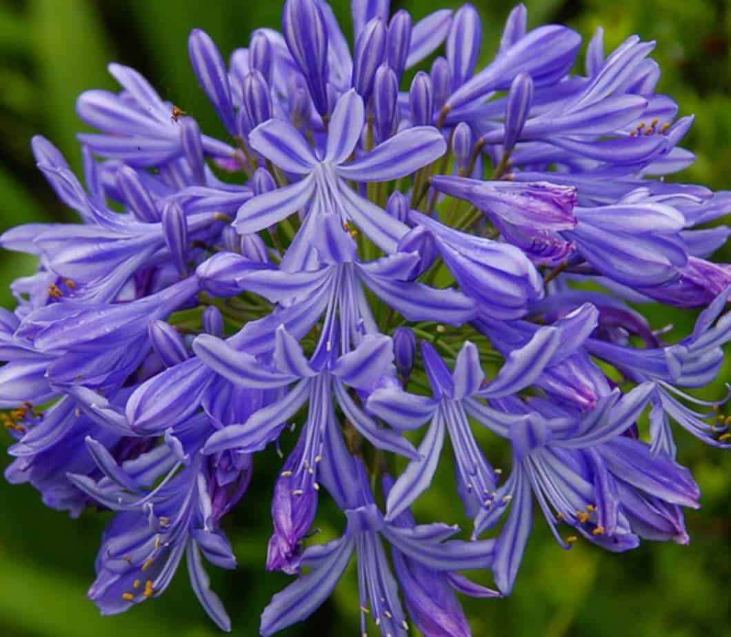 5x Agapanthus (4L) The Pot Shack Gauteng