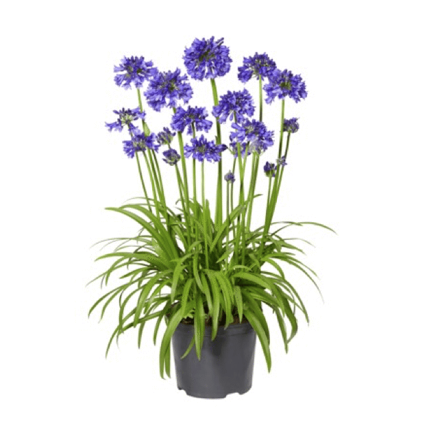 5x Agapanthus (4L) The Pot Shack Gauteng