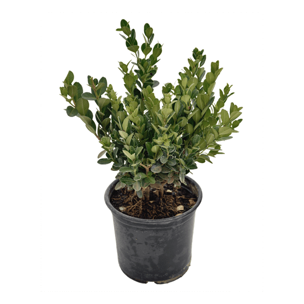 5x Buxus (4L) The Pot Shack Gauteng
