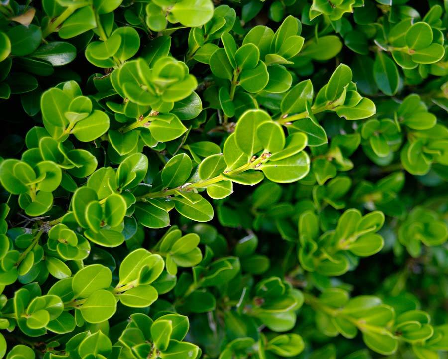 5x Buxus (4L) The Pot Shack Gauteng
