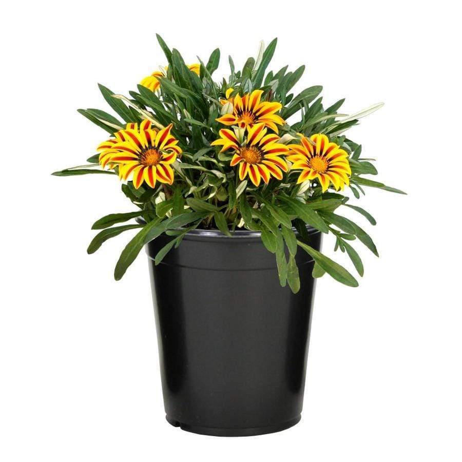 5x Gazania (4L) The Pot Shack Gauteng