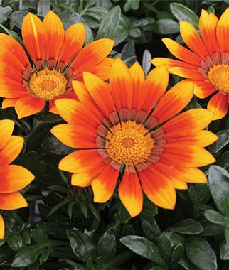 5x Gazania (4L) The Pot Shack Gauteng