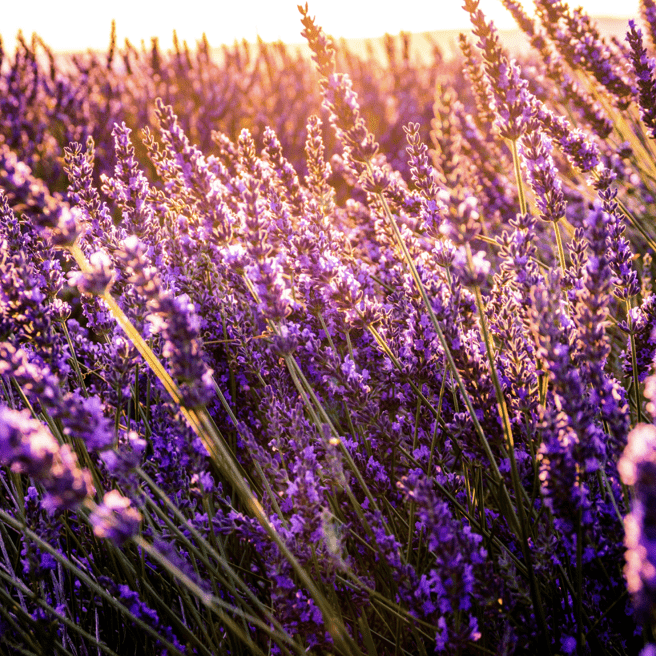 5x Lavender (4L) The Pot Shack Gauteng