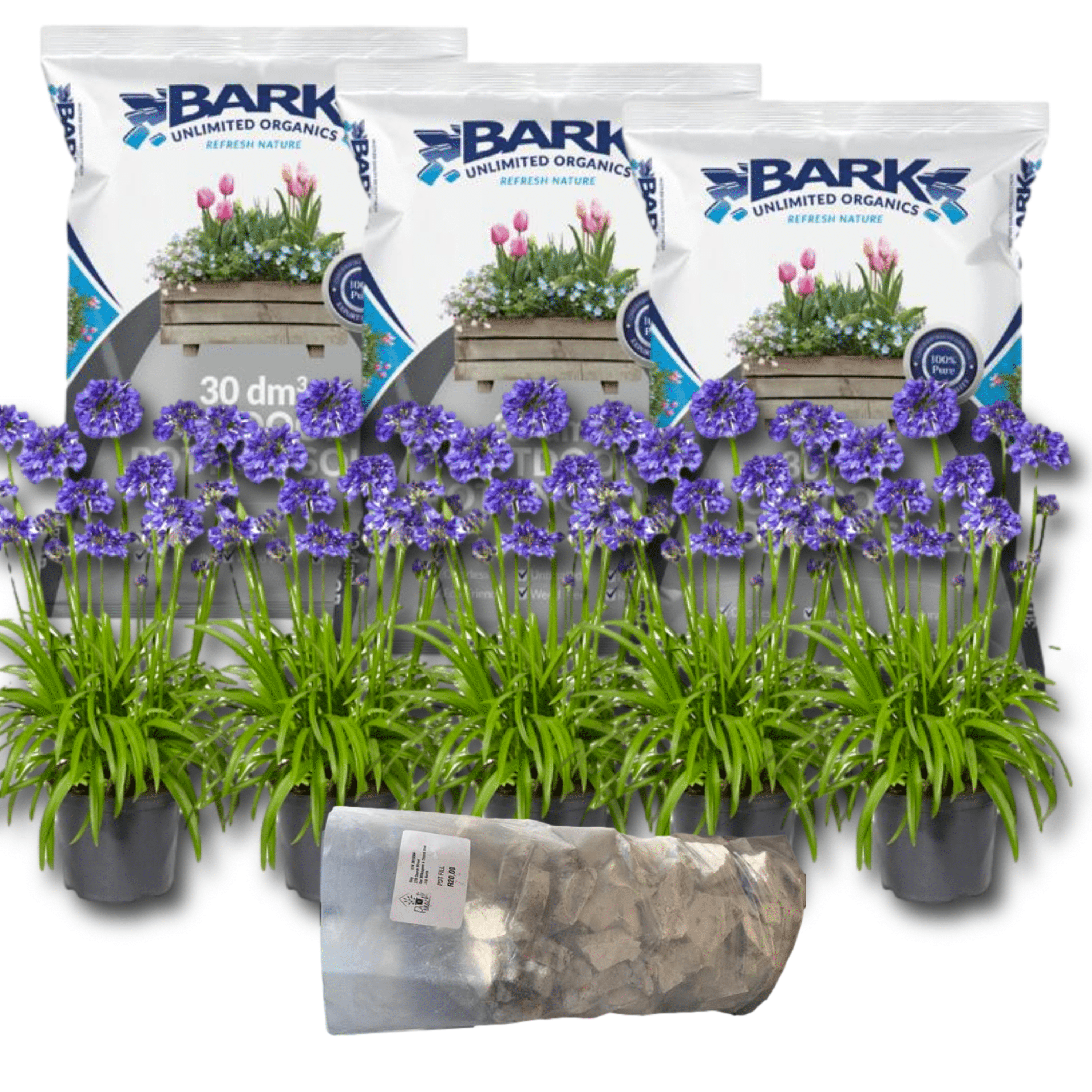 All-In-One Agapanthus The Pot Shack Gauteng Plants