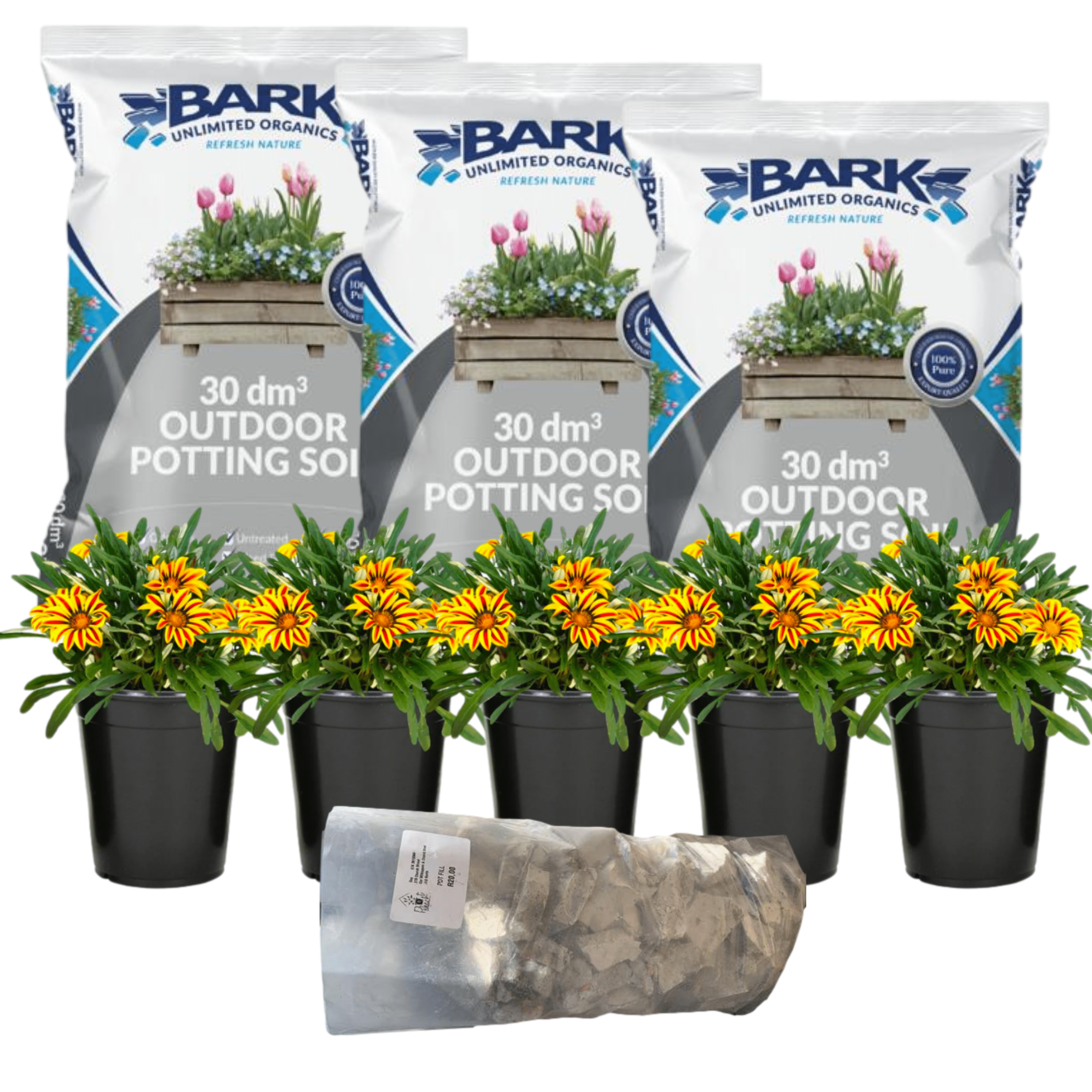 All-In-One Gazania The Pot Shack Gauteng Plants