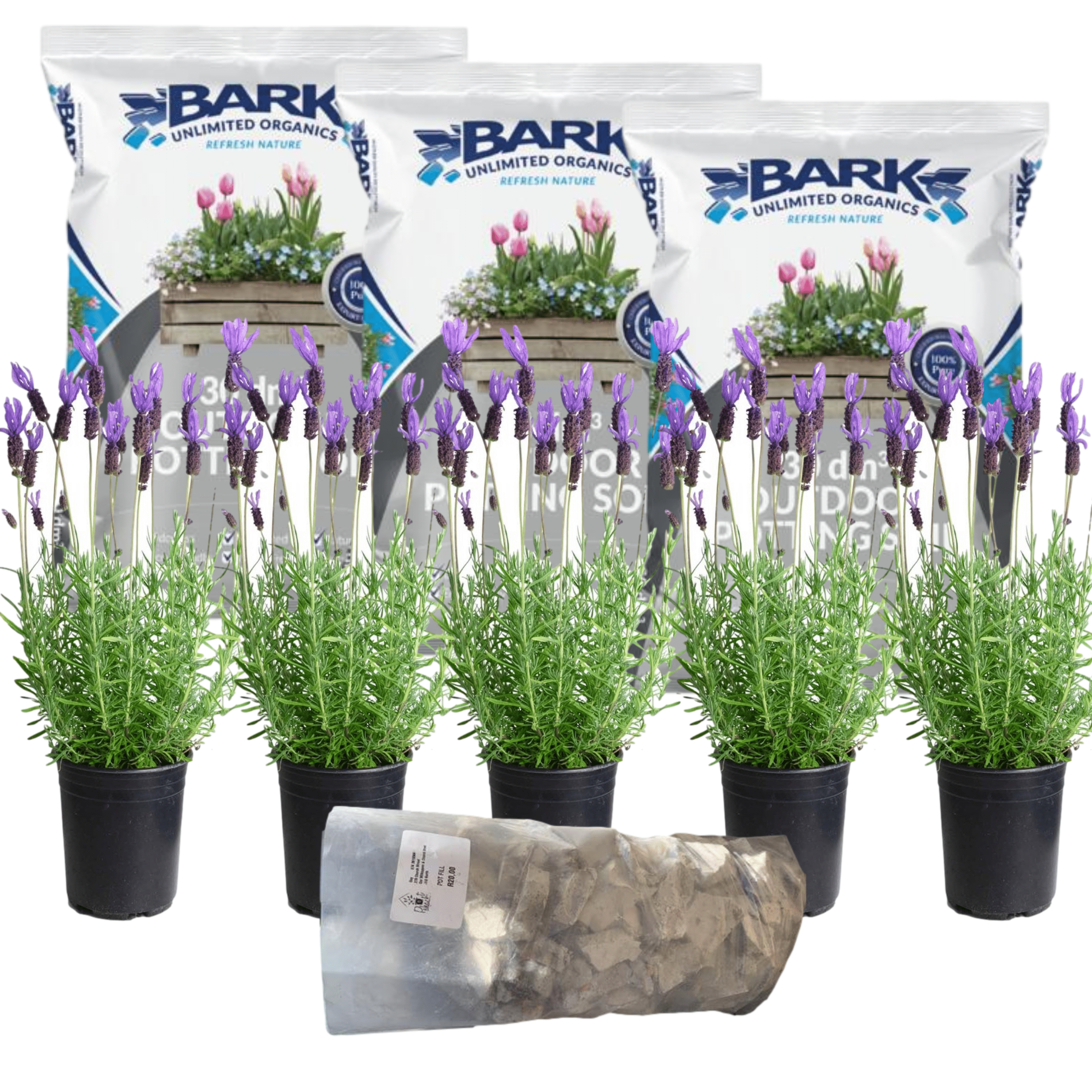 All-In-One Lavender The Pot Shack Gauteng Plants